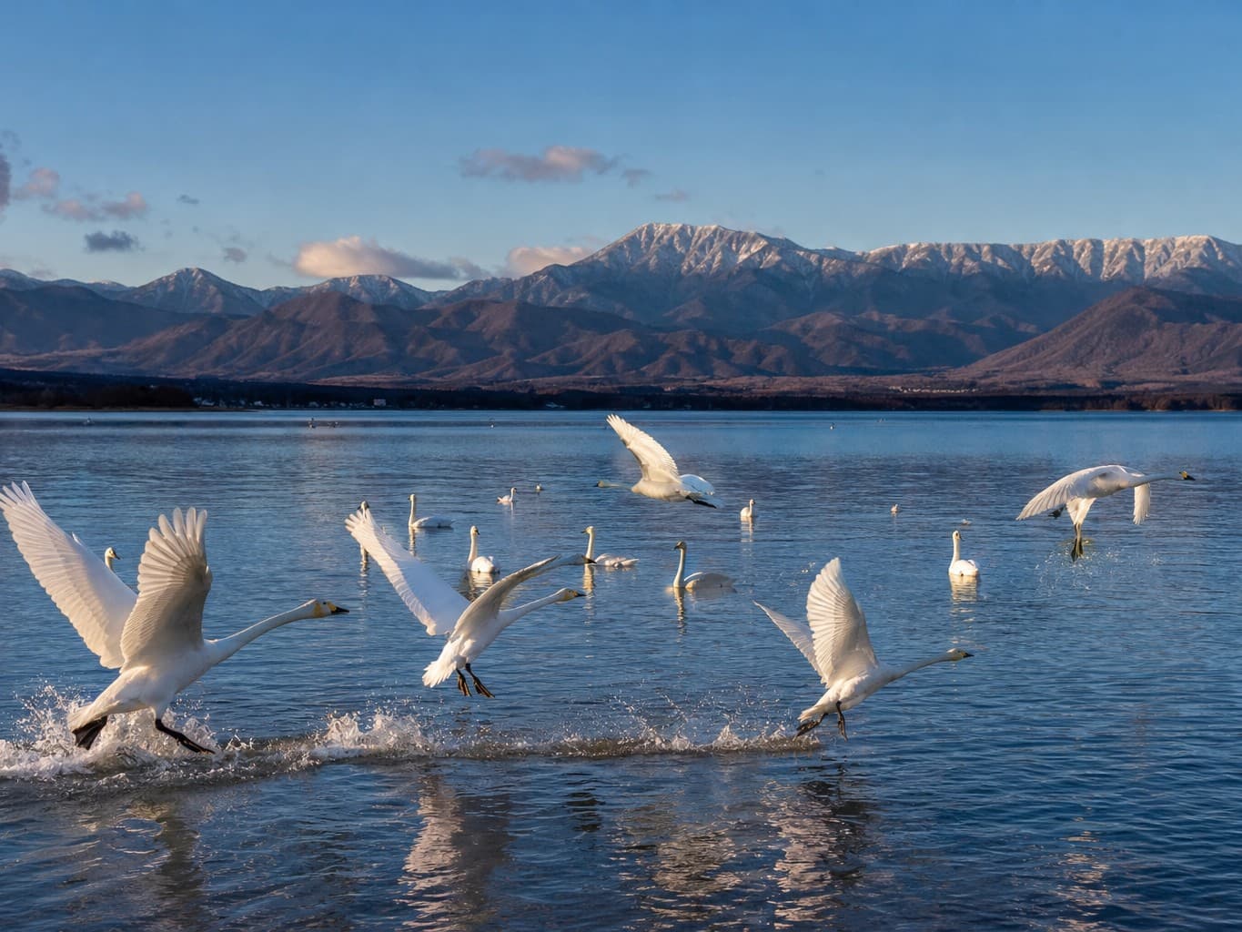 湖に舞い降りる白鳥の群れ - A flock of swans landing on a calm lake