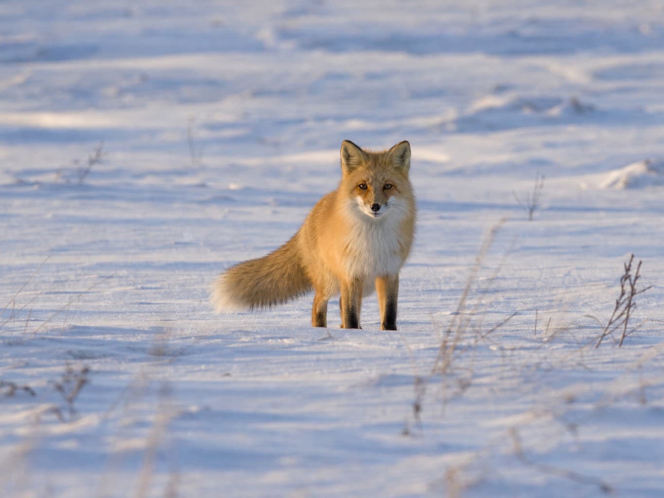 雪原に立つキタキツネ - Red fox standing in a snowy field