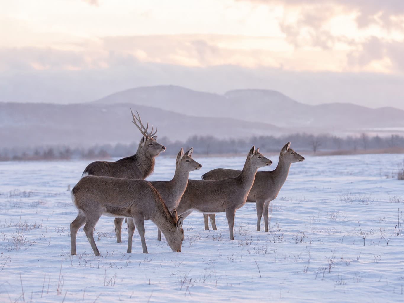雪原に立つエゾシカの群れ - Herd of Ezo deer standing in a snowy field