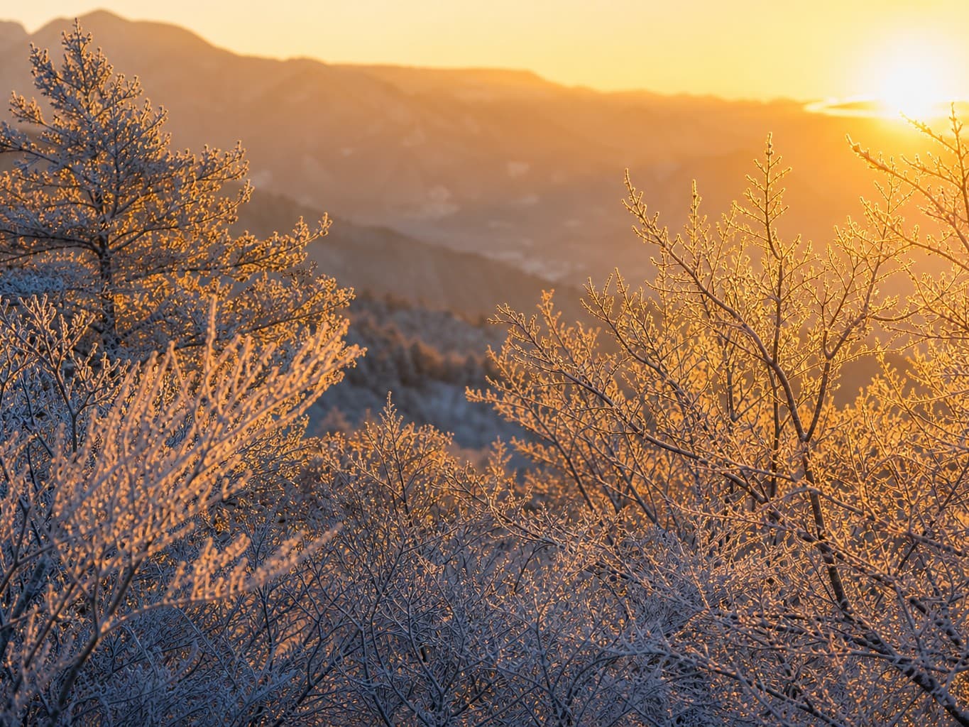 朝日に光る霧氷の木々 - Rime-covered trees glowing in the morning sun