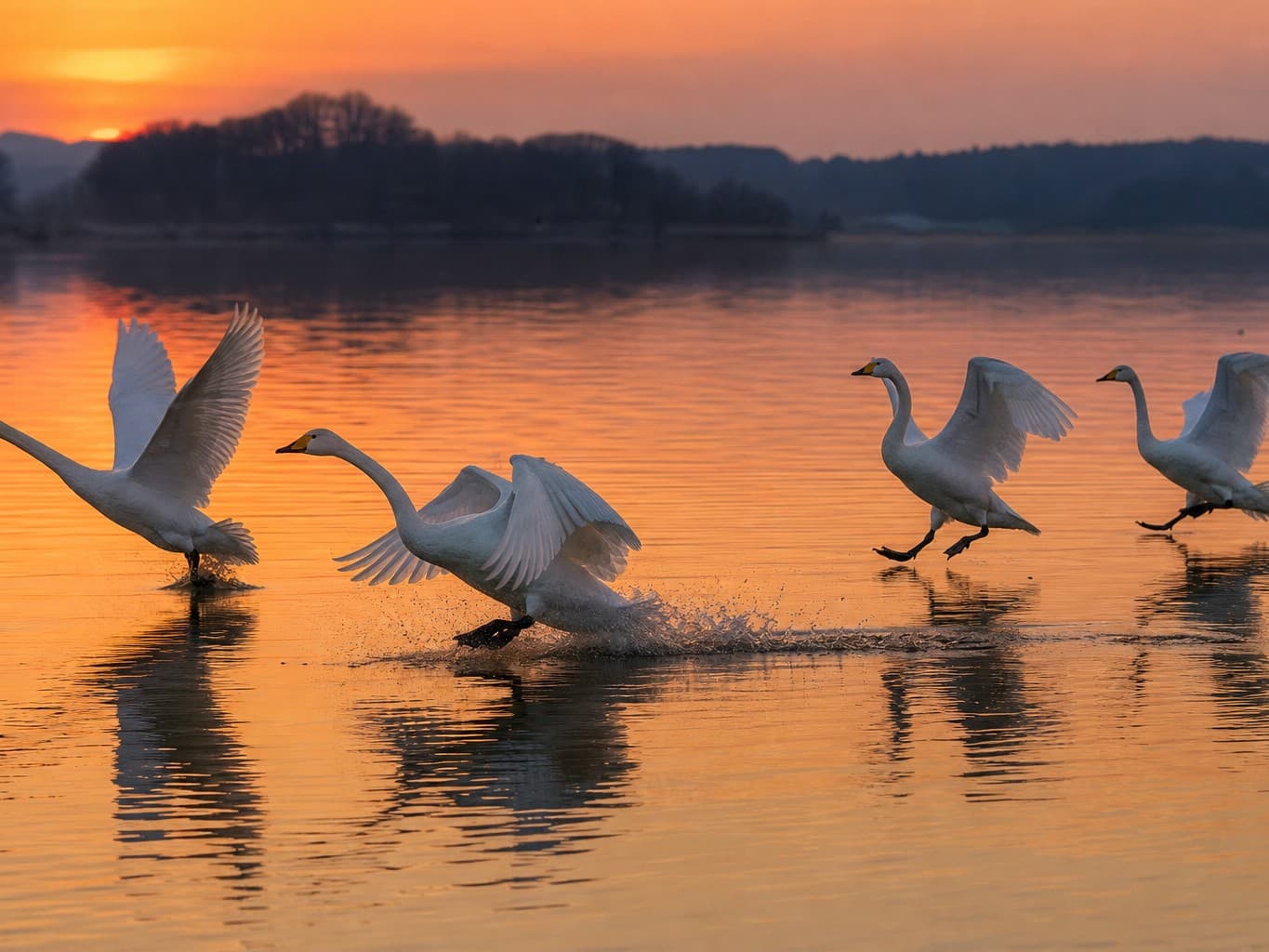 夕暮れの湖面に降りる白鳥の群れ - Swans landing on a lake at dusk