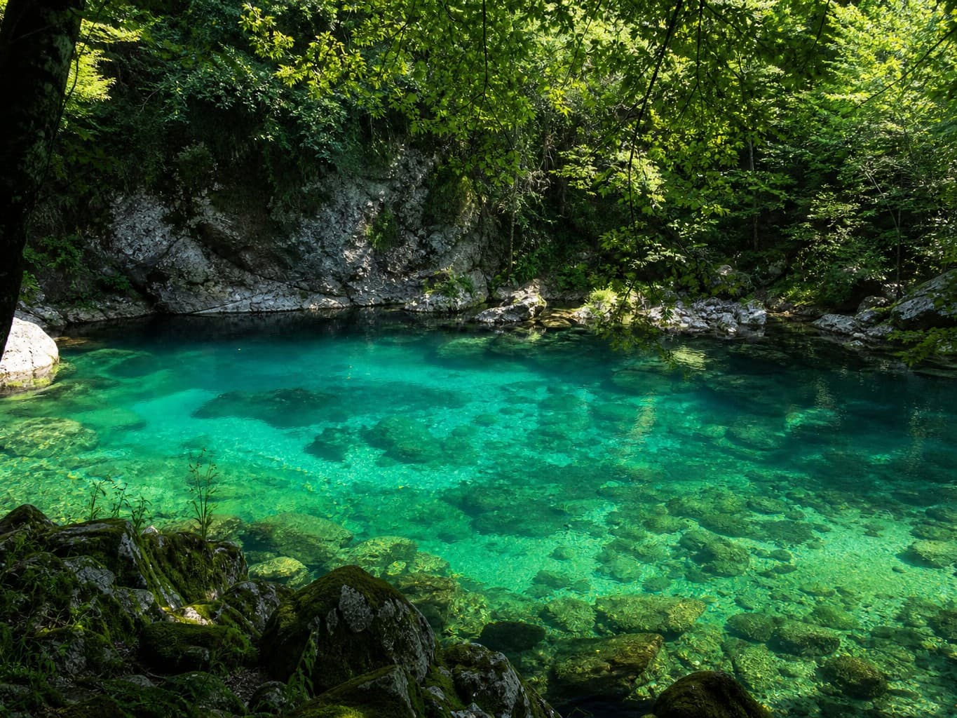 エメラルドグリーンに輝く山あいの池 - Emerald green pond surrounded by mountain forest