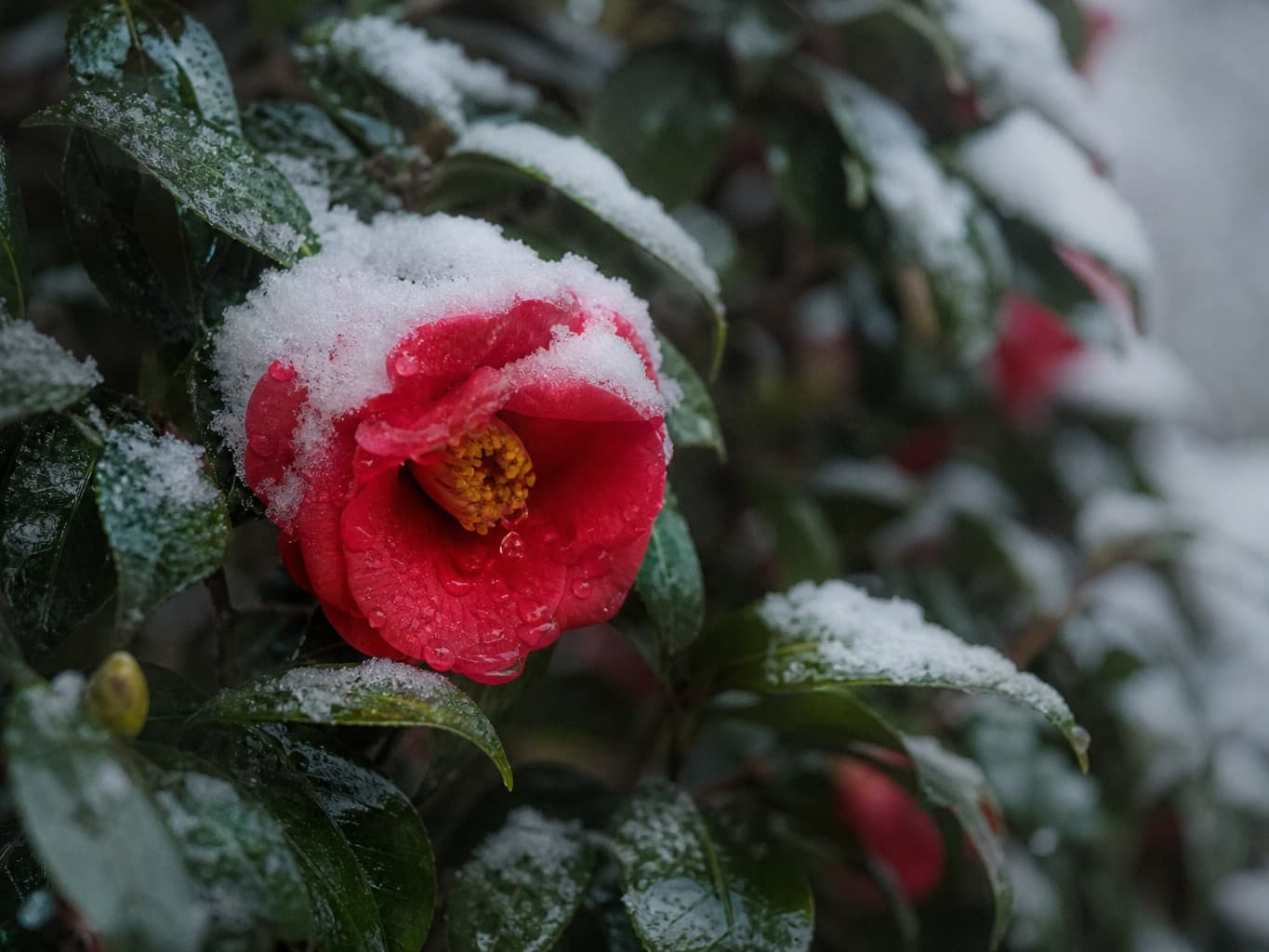 雪をかぶった赤い椿の花 - Red camellia flower covered in snow