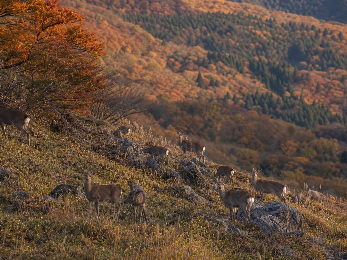 紅葉の山に群れる野生の鹿 - Wild deer gathered on an autumn mountainside