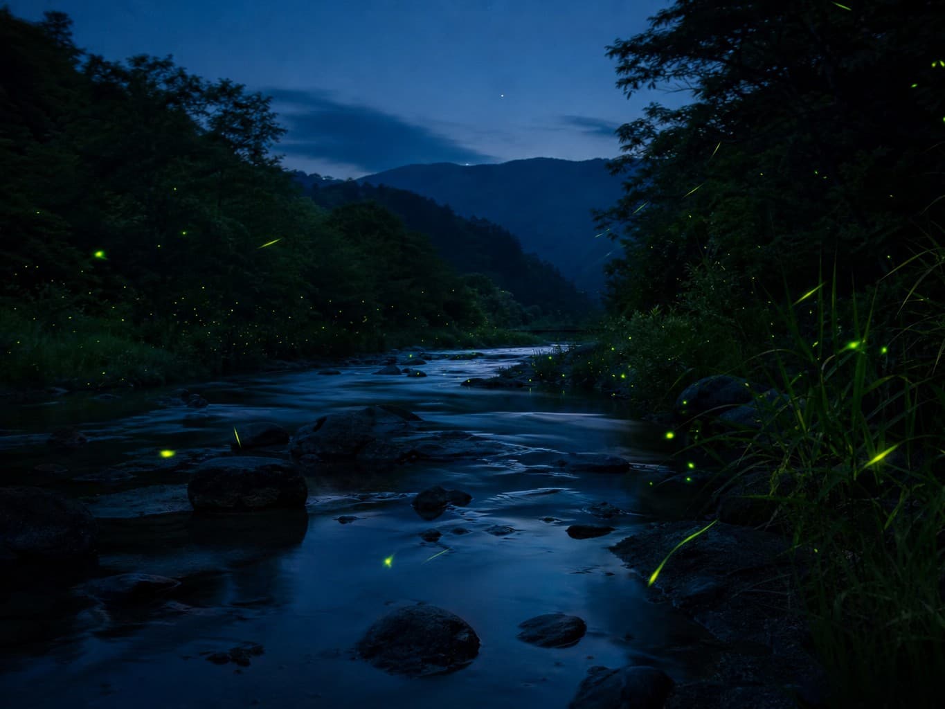 夏の夜の川辺に舞う蛍 - Fireflies glowing above a riverbank on a summer night