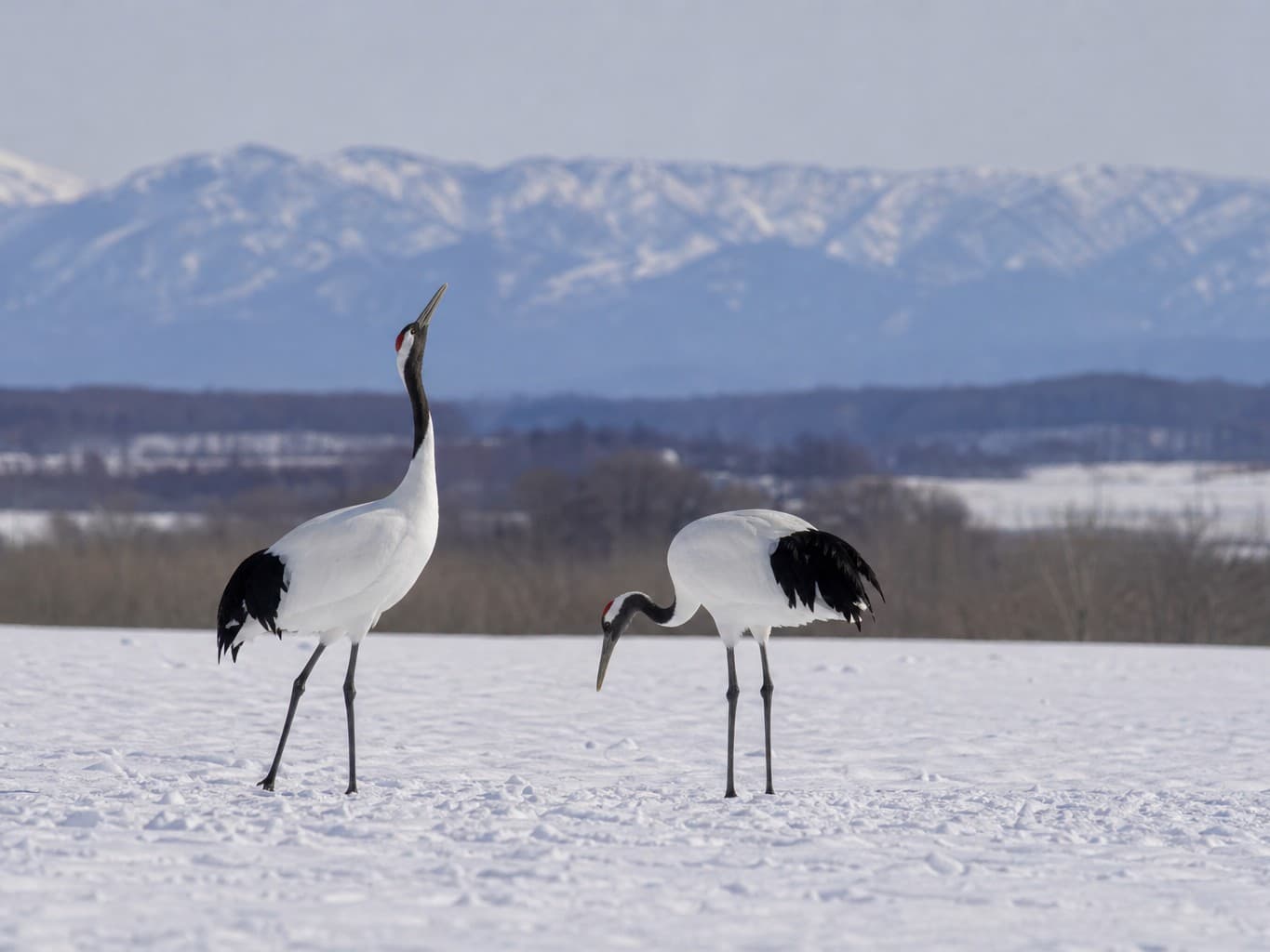 雪原に佇む丹頂鶴 - Red-crowned cranes standing in a snowy field