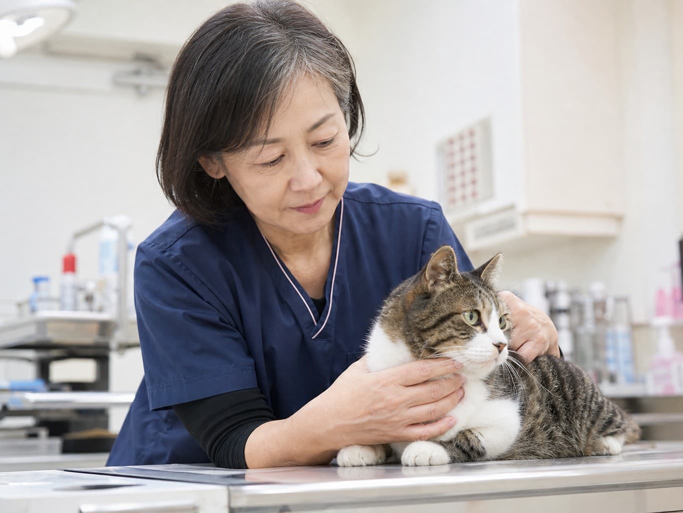 猫を抱えて診察を補助する動物看護師 - Veterinary nurse holding a cat during an exam