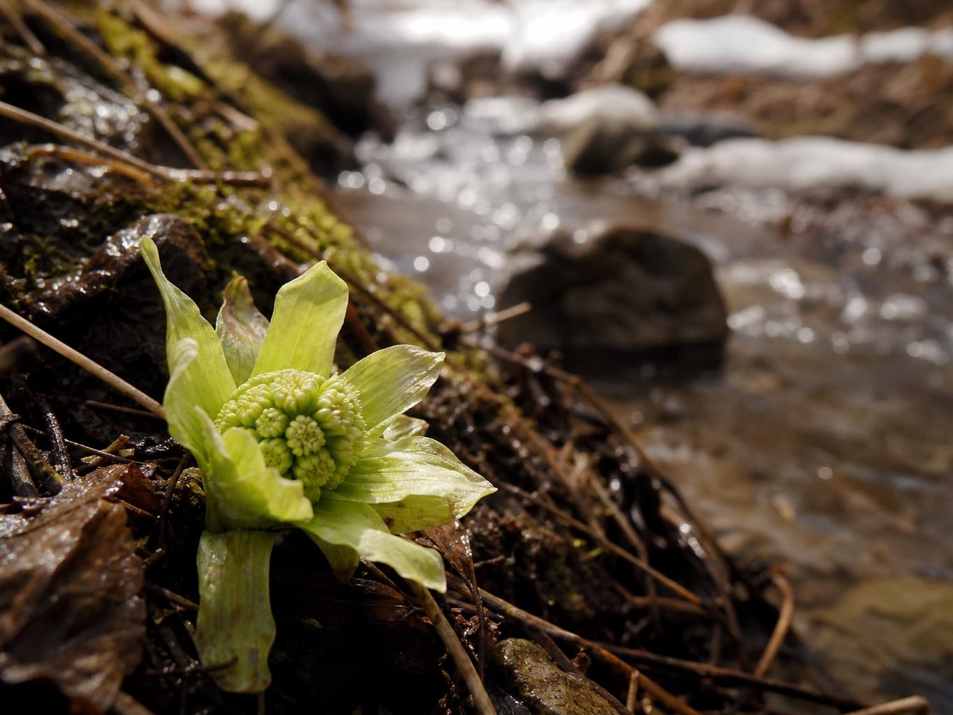 雪解けの小川に顔を出すフキノトウ - Butterbur sprouts by a snowmelt stream in early spring