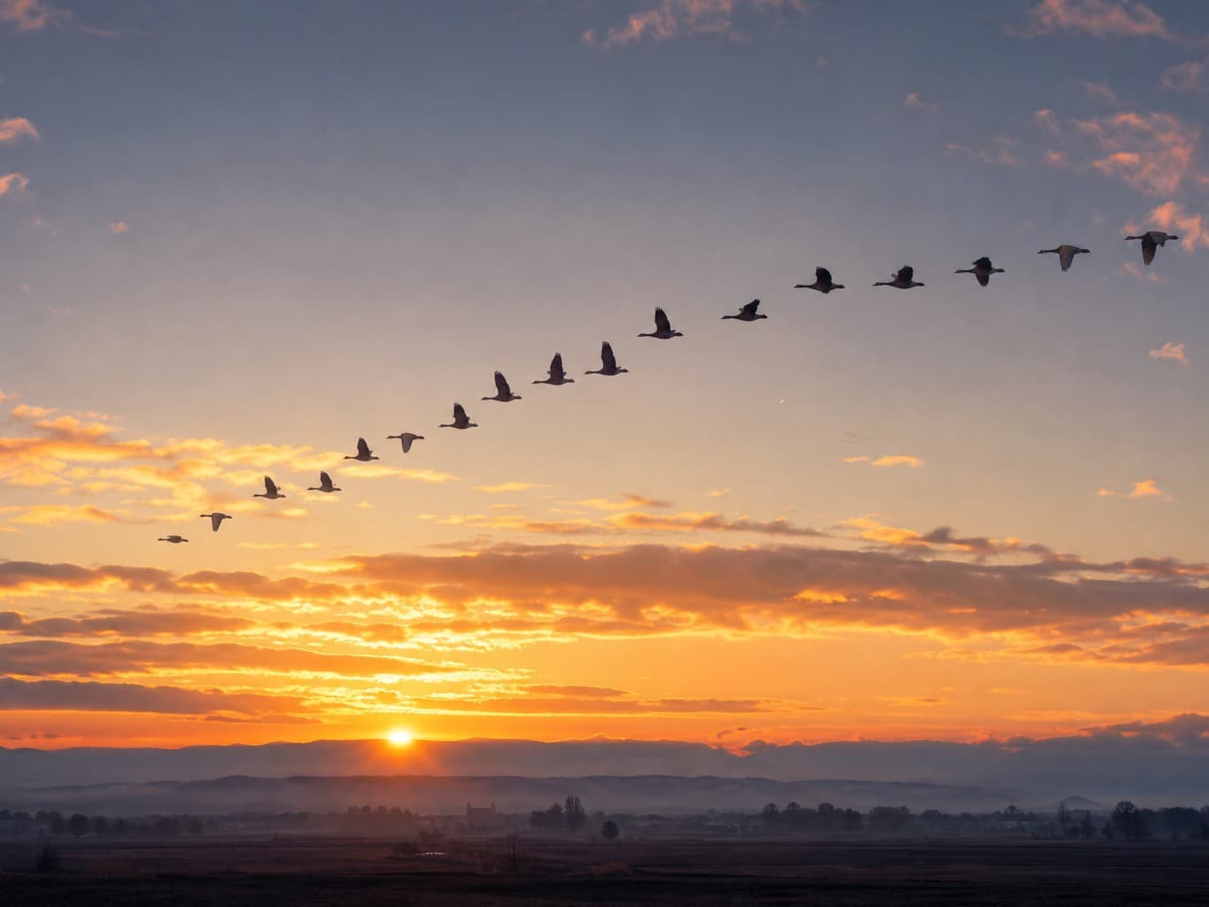 朝焼けの空を飛ぶ雁の編隊 - Geese flying in V formation across a sunrise sky
