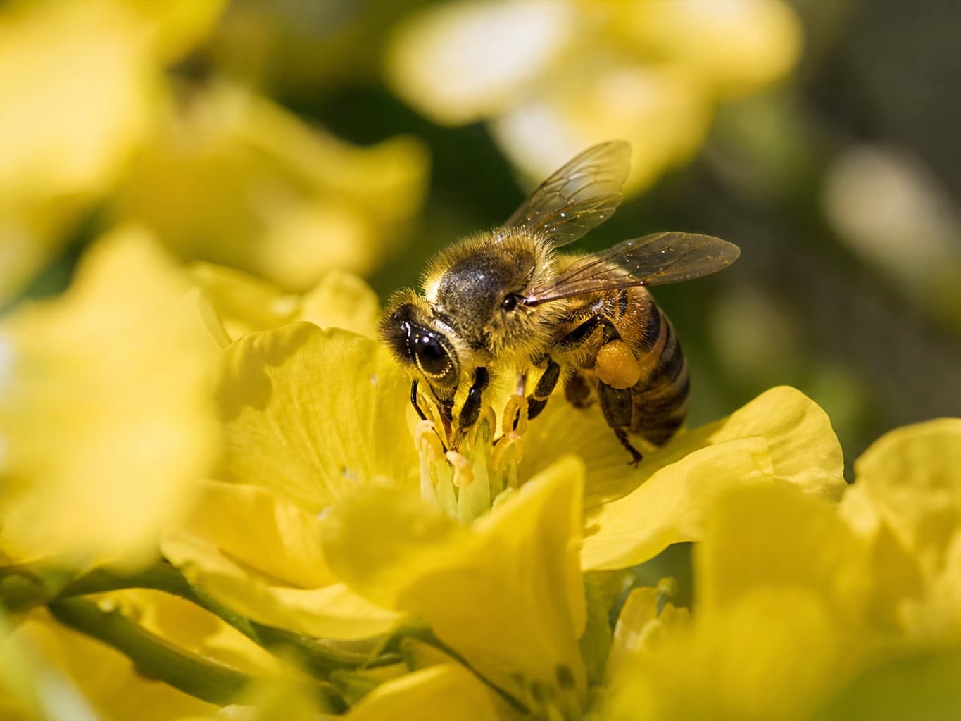 花にとまるミツバチのクローズアップ - Close-up of a honeybee on a yellow flower