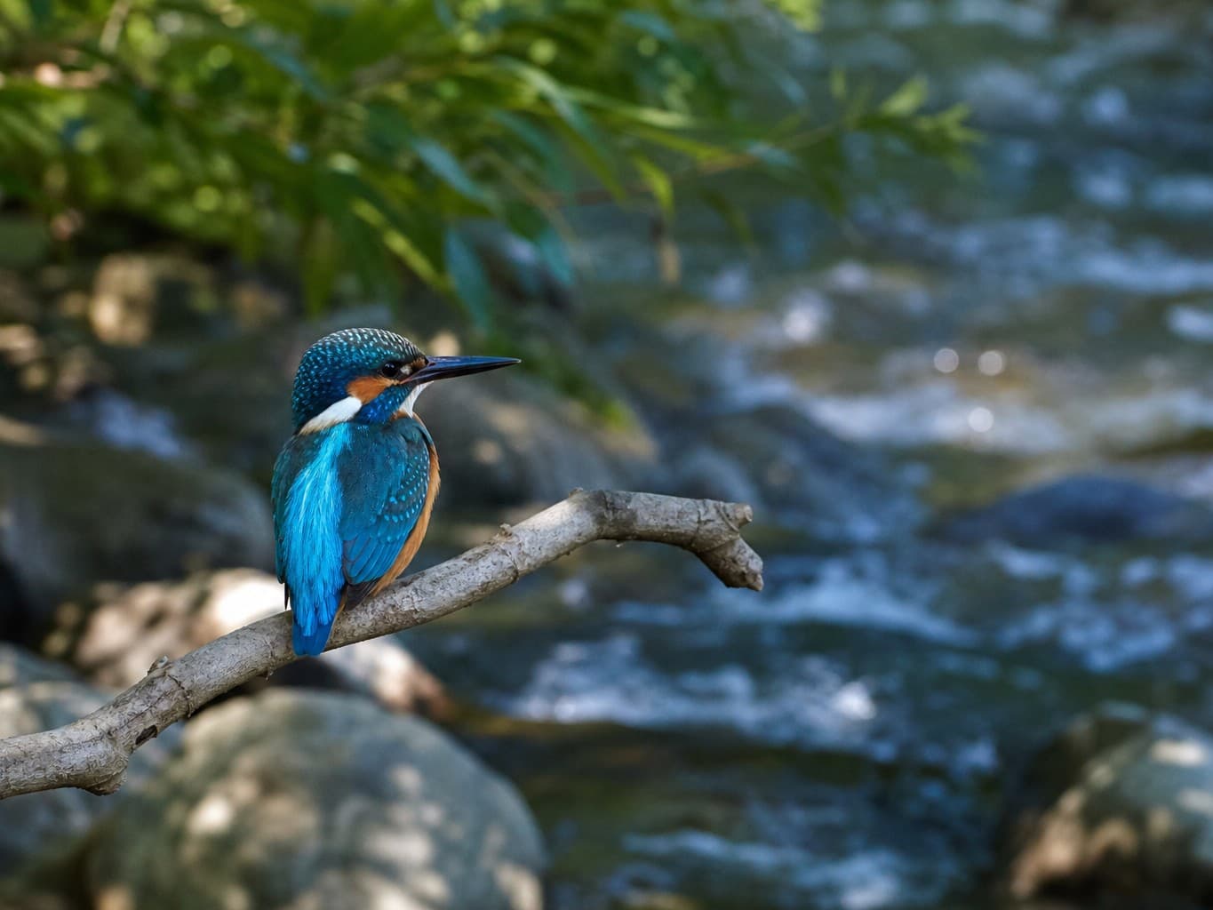川辺の枝で羽を休めるカワセミ - Kingfisher perched on a branch by the river