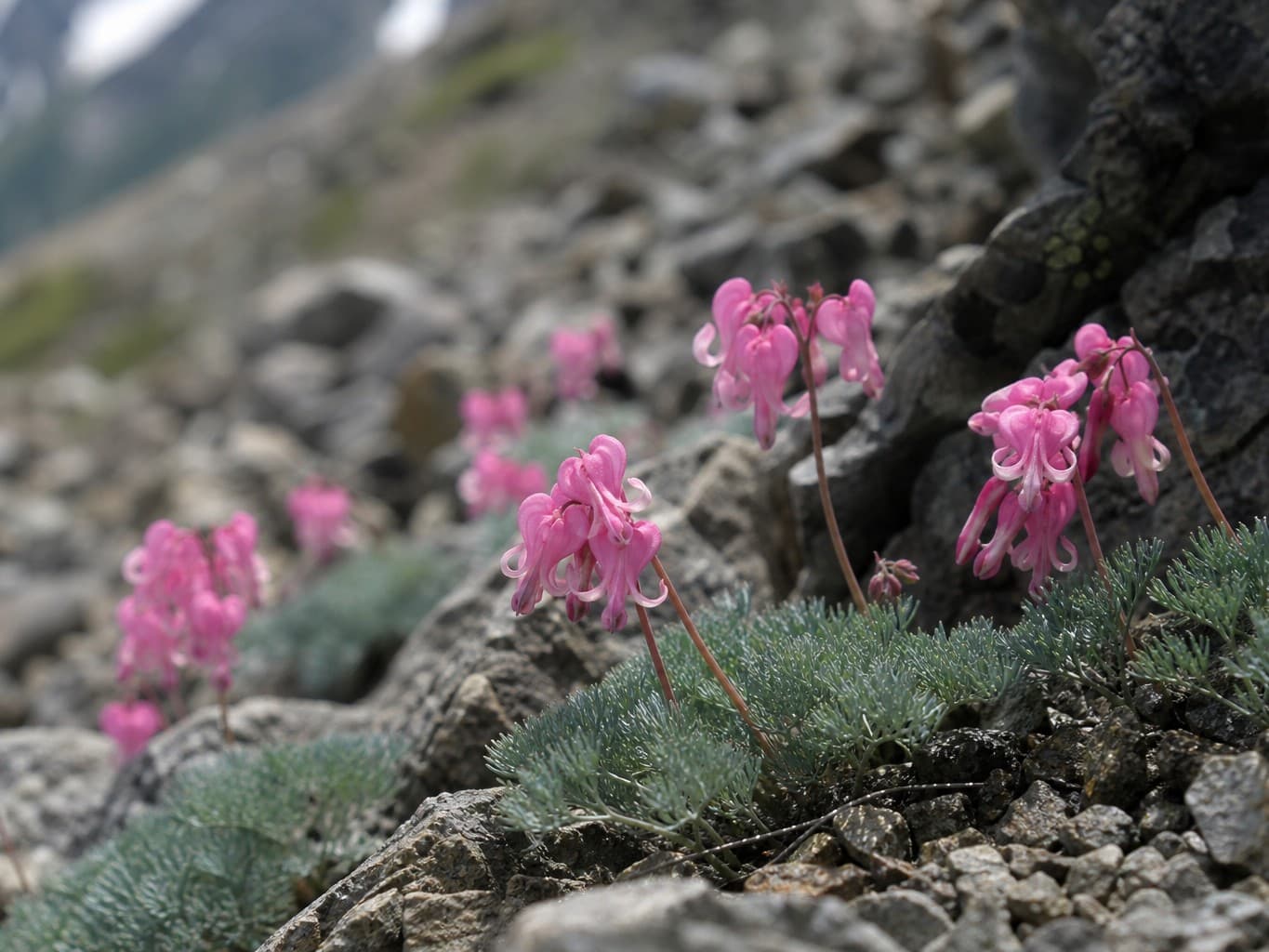 岩場に咲く高山植物のコマクサ - Pink alpine flowers blooming among mountain rocks