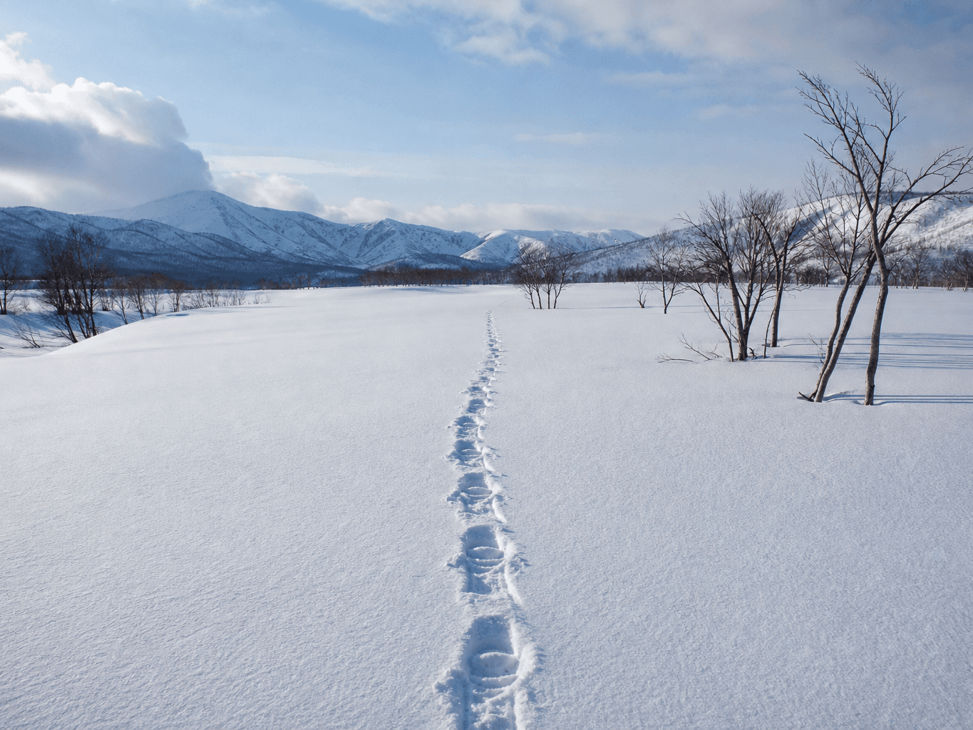 雪原に続くスノーシューの足跡 - Snowshoe tracks stretching across a snowy field