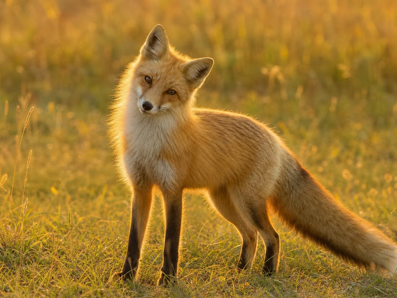 夕方の草原に立つ野生のキツネ - Wild fox standing in a grassland at dusk