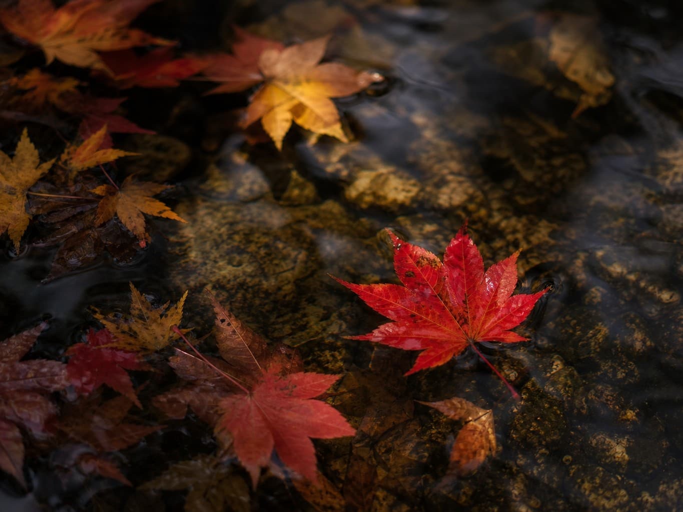 水面に浮かぶ紅葉の落ち葉 - Colorful autumn leaves floating on clear water