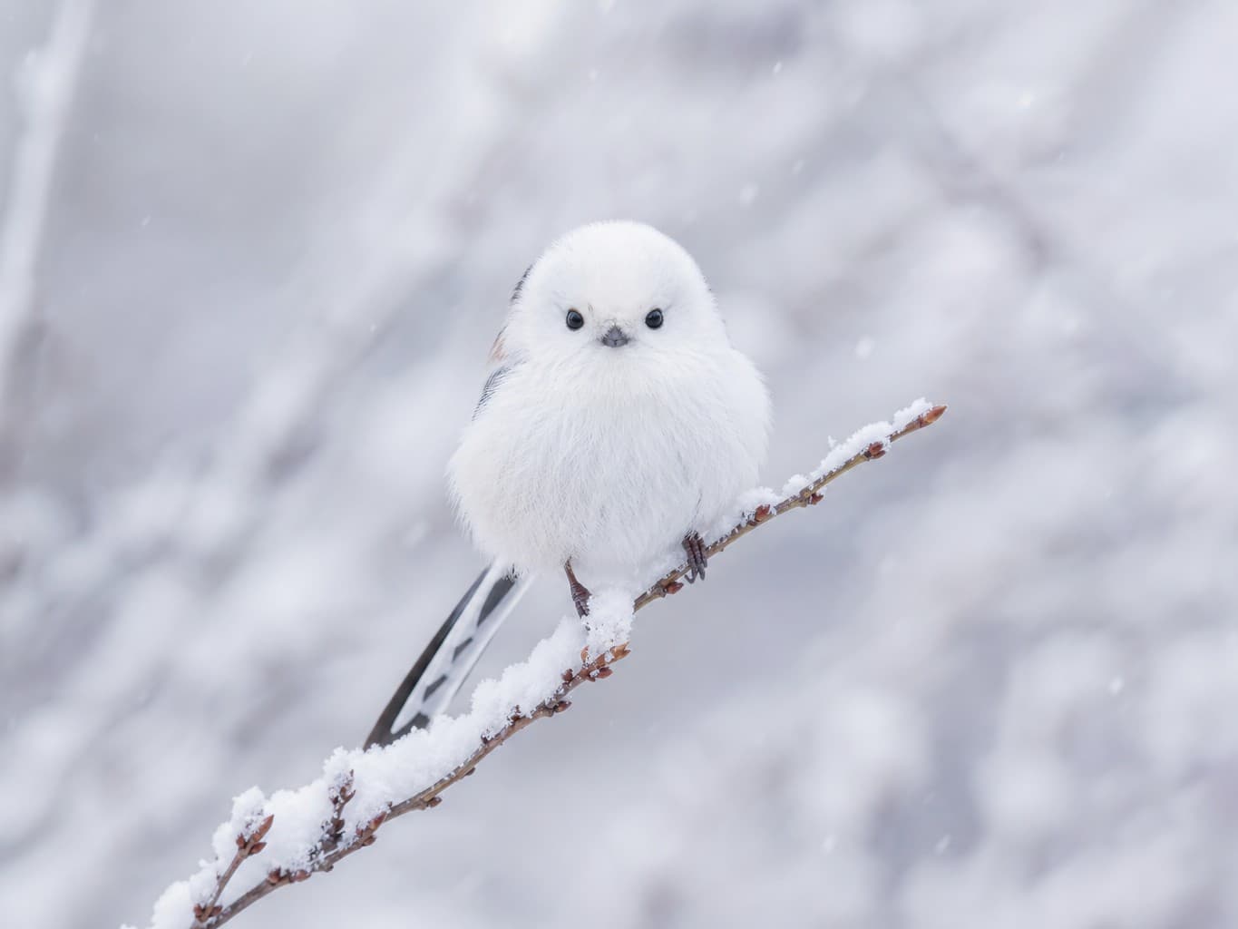 雪の枝にとまるシマエナガ - Long-tailed tit perched on a snowy branch