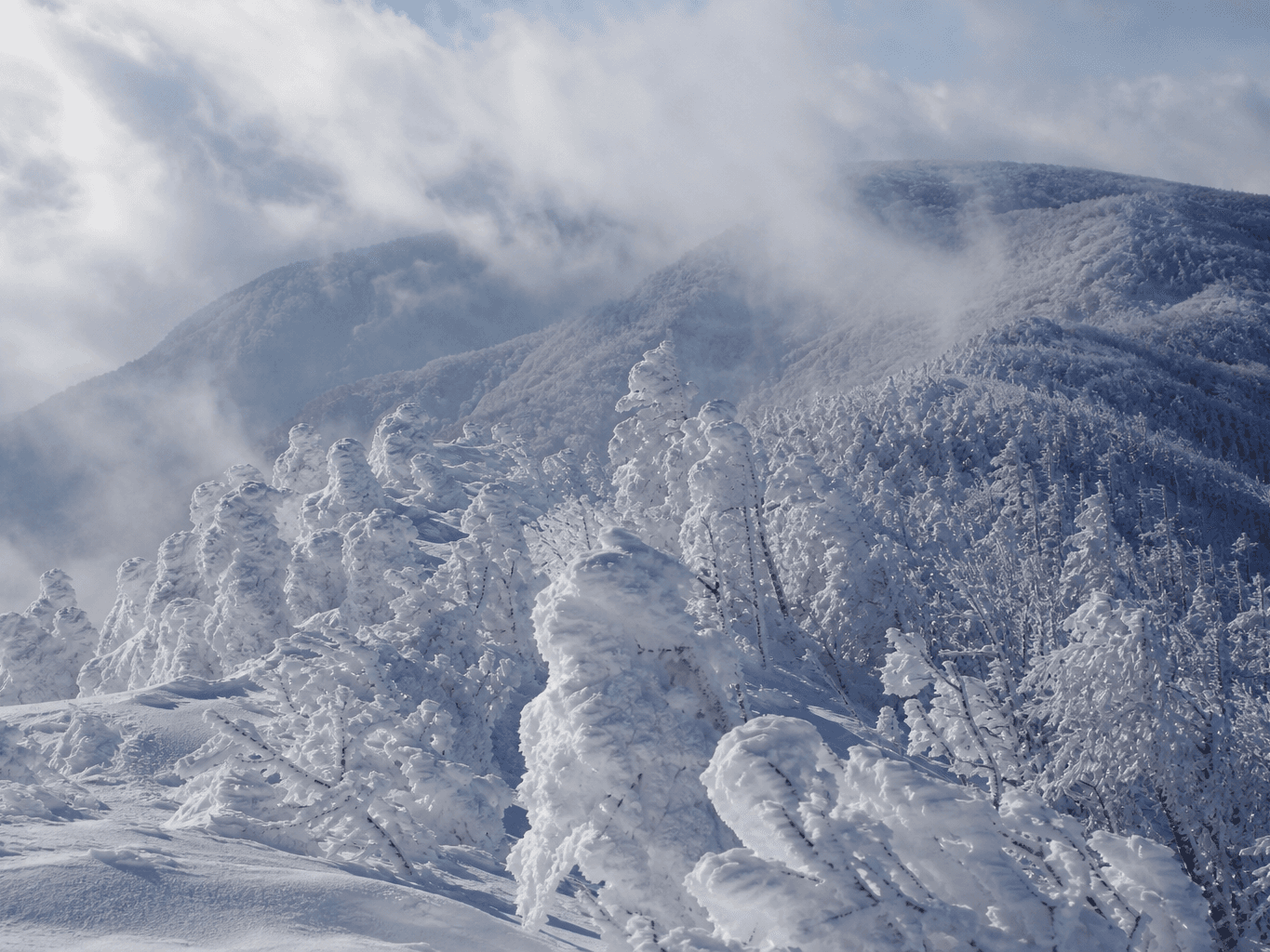 樹氷が連なる冬の山の稜線 - Frost-covered trees along a snowy mountain ridge