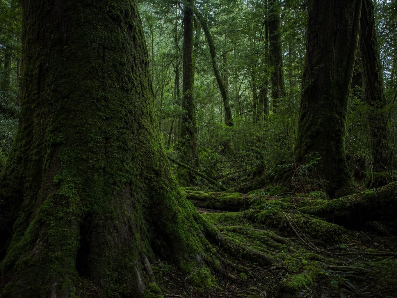 苔むした巨木が並ぶ原生林 - Moss-covered ancient trees in a quiet old-growth forest