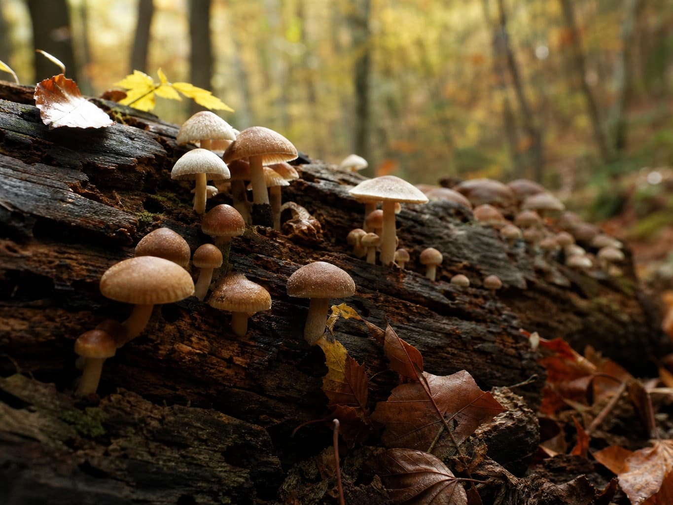 朽ち木に生える秋のキノコ - Mushrooms growing on a rotting log in an autumn forest