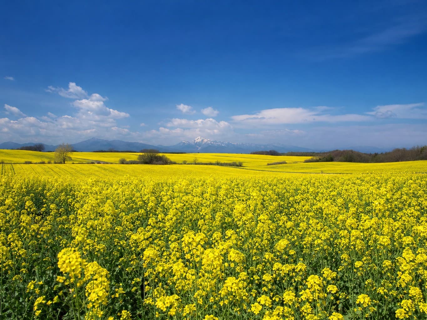 青空に映える一面の菜の花畑 - Field of blooming yellow rapeseed flowers under a blue sky
