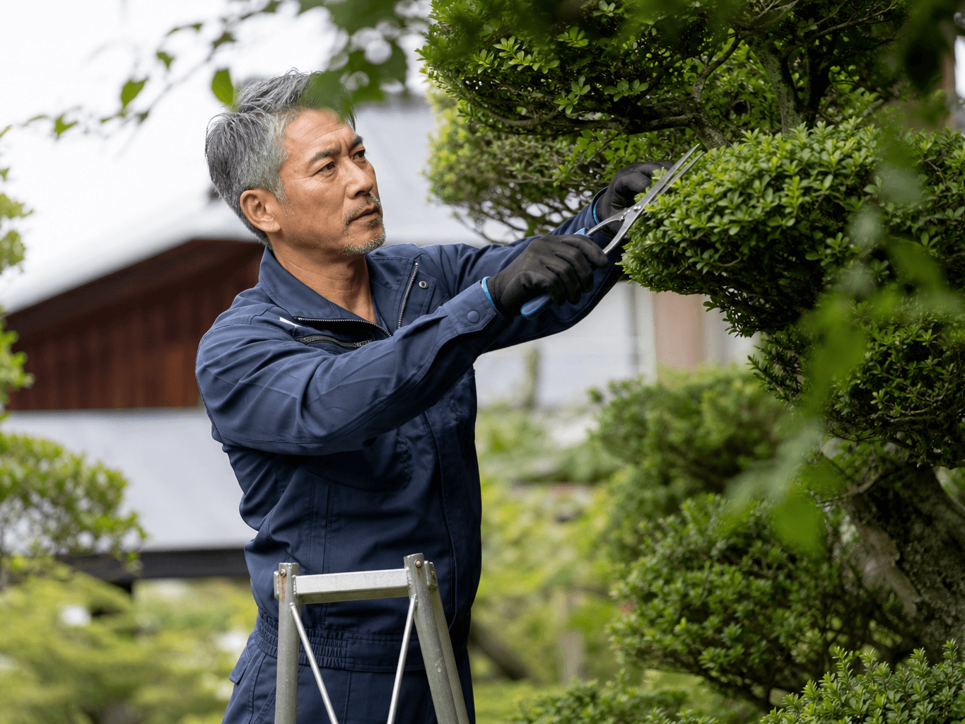庭木を剪定する造園業者 - Gardener Pruning a Tree