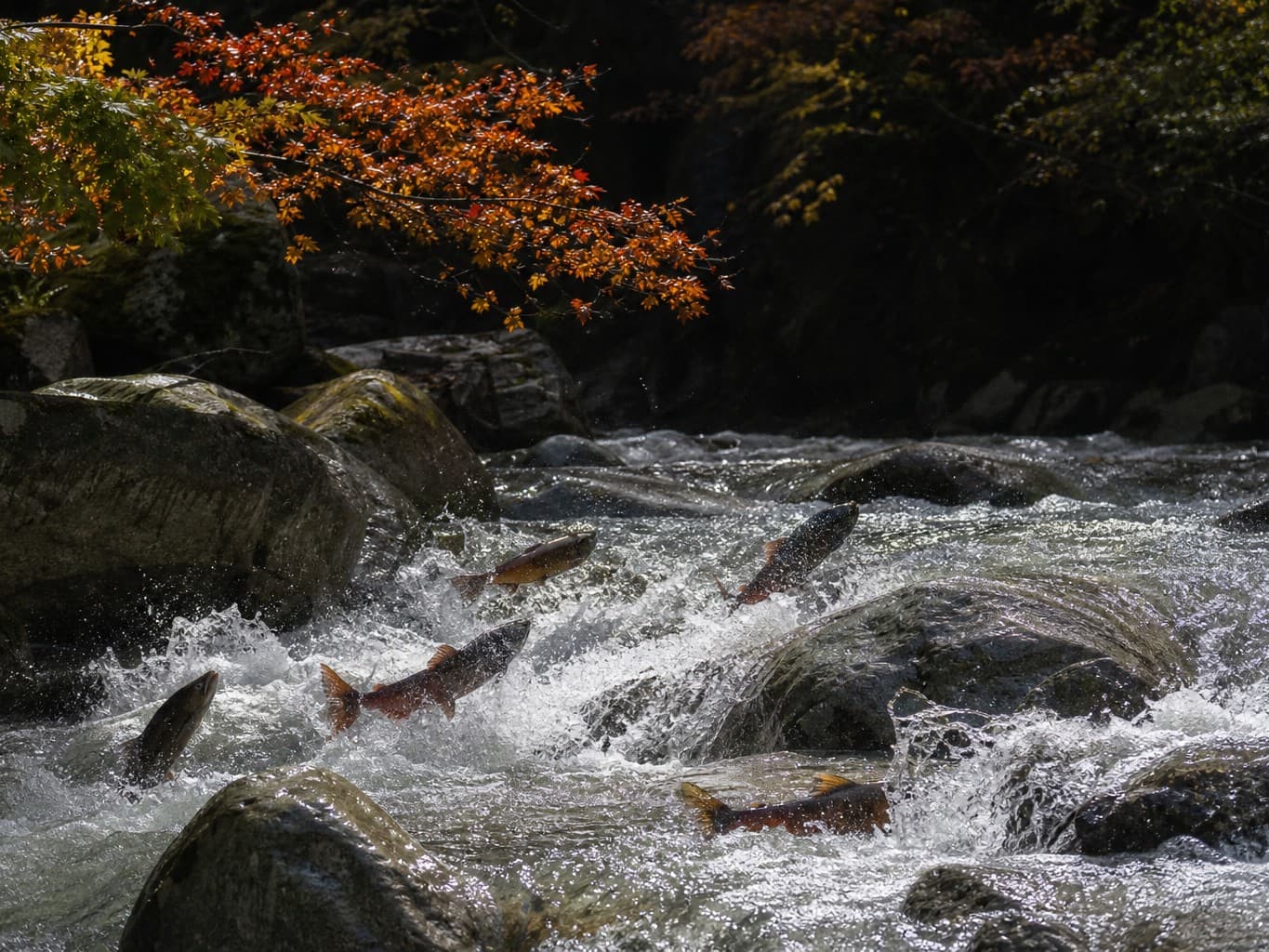 渓流を遡上する鮭の群れ - Salmon leaping upstream in an autumn river