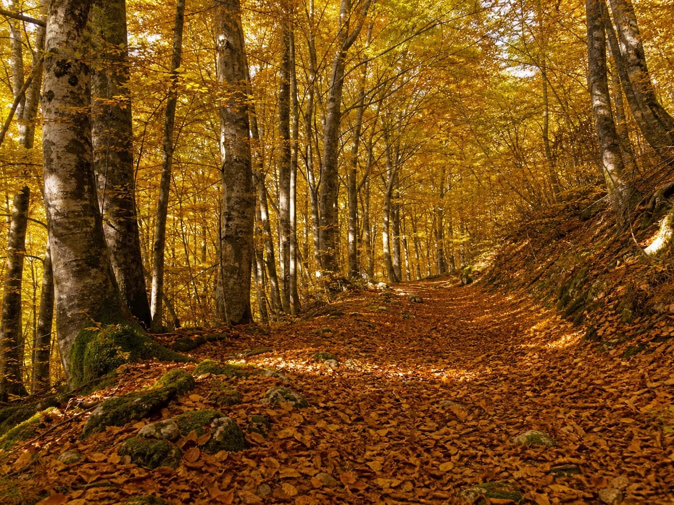黄金色のブナ林と落ち葉の小道 - Golden beech forest with a leaf-covered trail