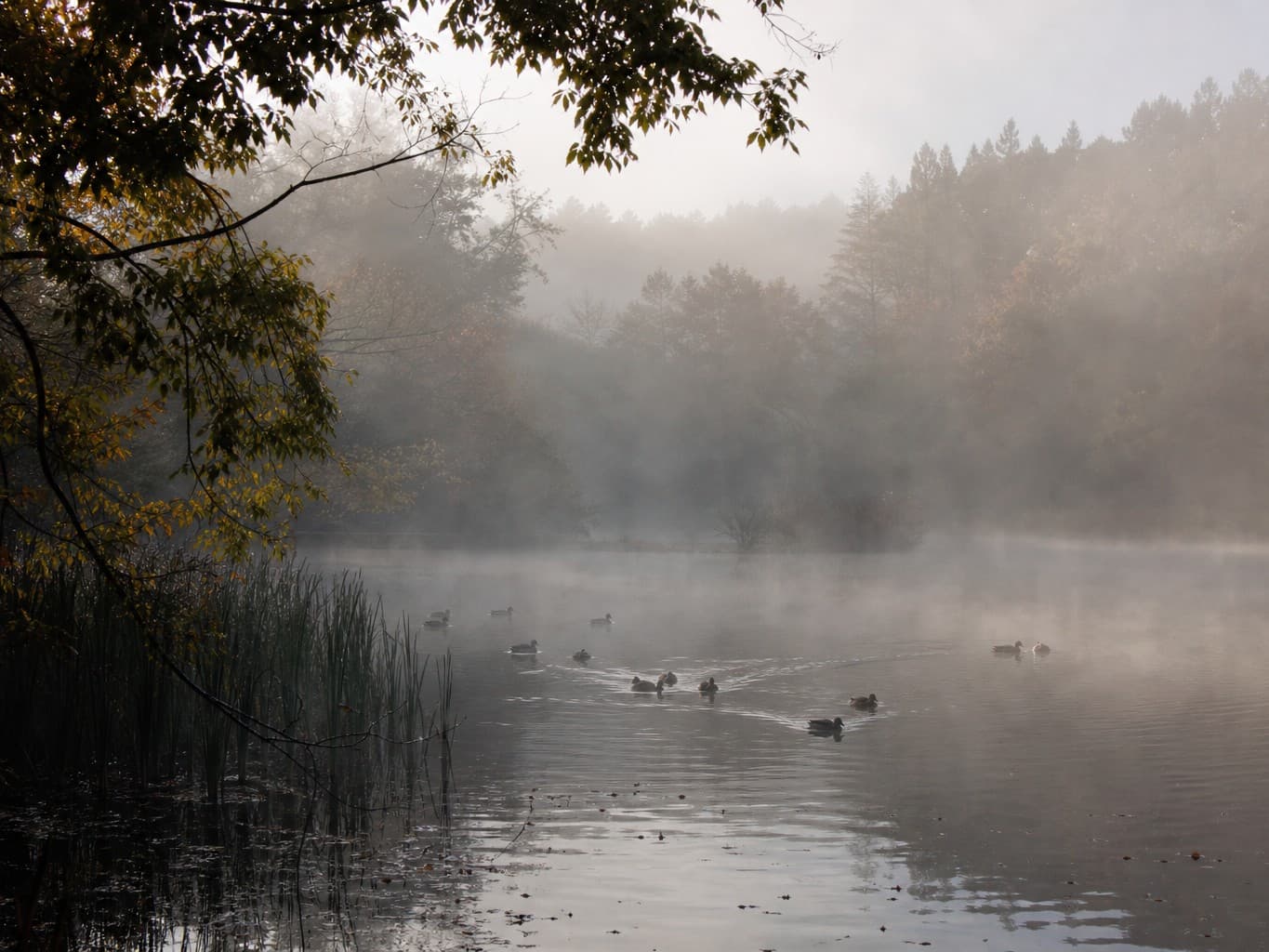 朝霧の池に浮かぶ鴨の群れ - Ducks floating on a misty pond at dawn