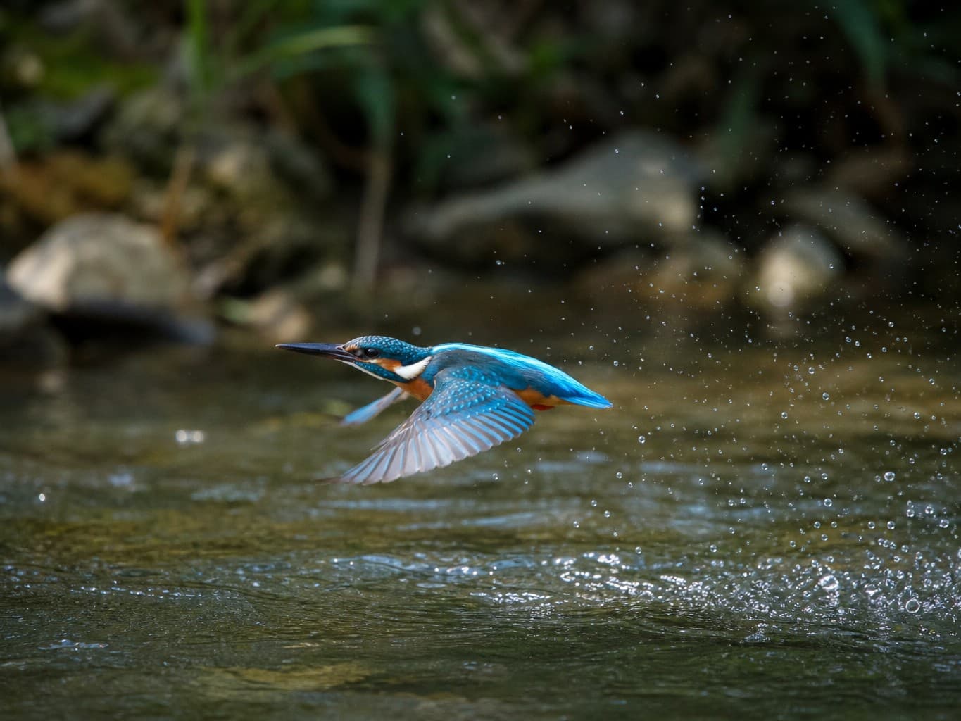 朝の光の中を飛ぶカワセミ - Kingfisher flying over a stream in morning light