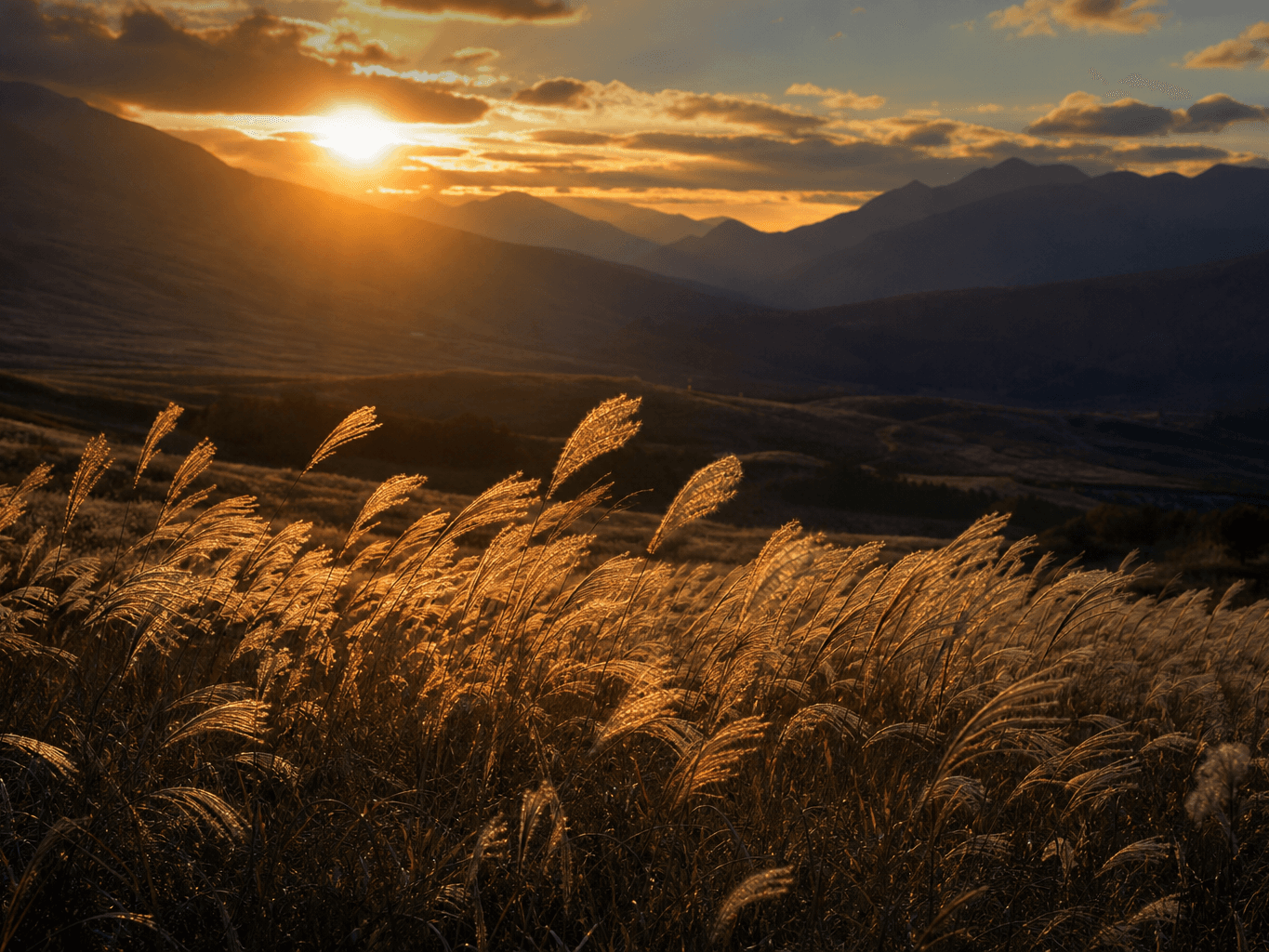 夕暮れに揺れる高原のススキ野原 - Silver grass field swaying at dusk on a plateau