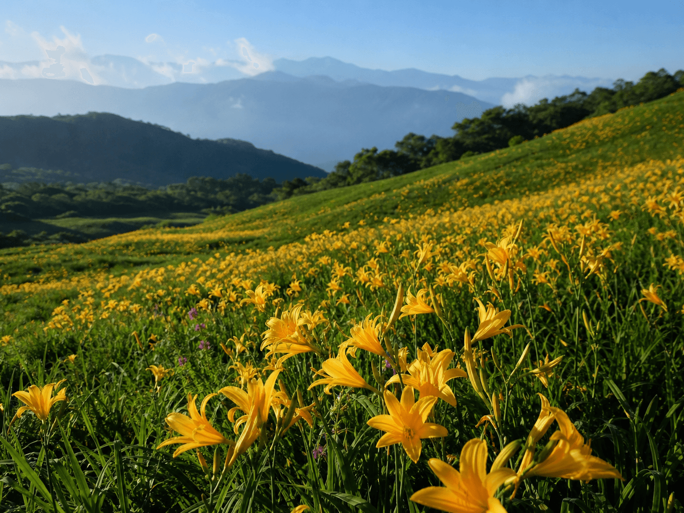 高原に咲くニッコウキスゲの花畑 - Field of yellow daylilies blooming on a highland plateau