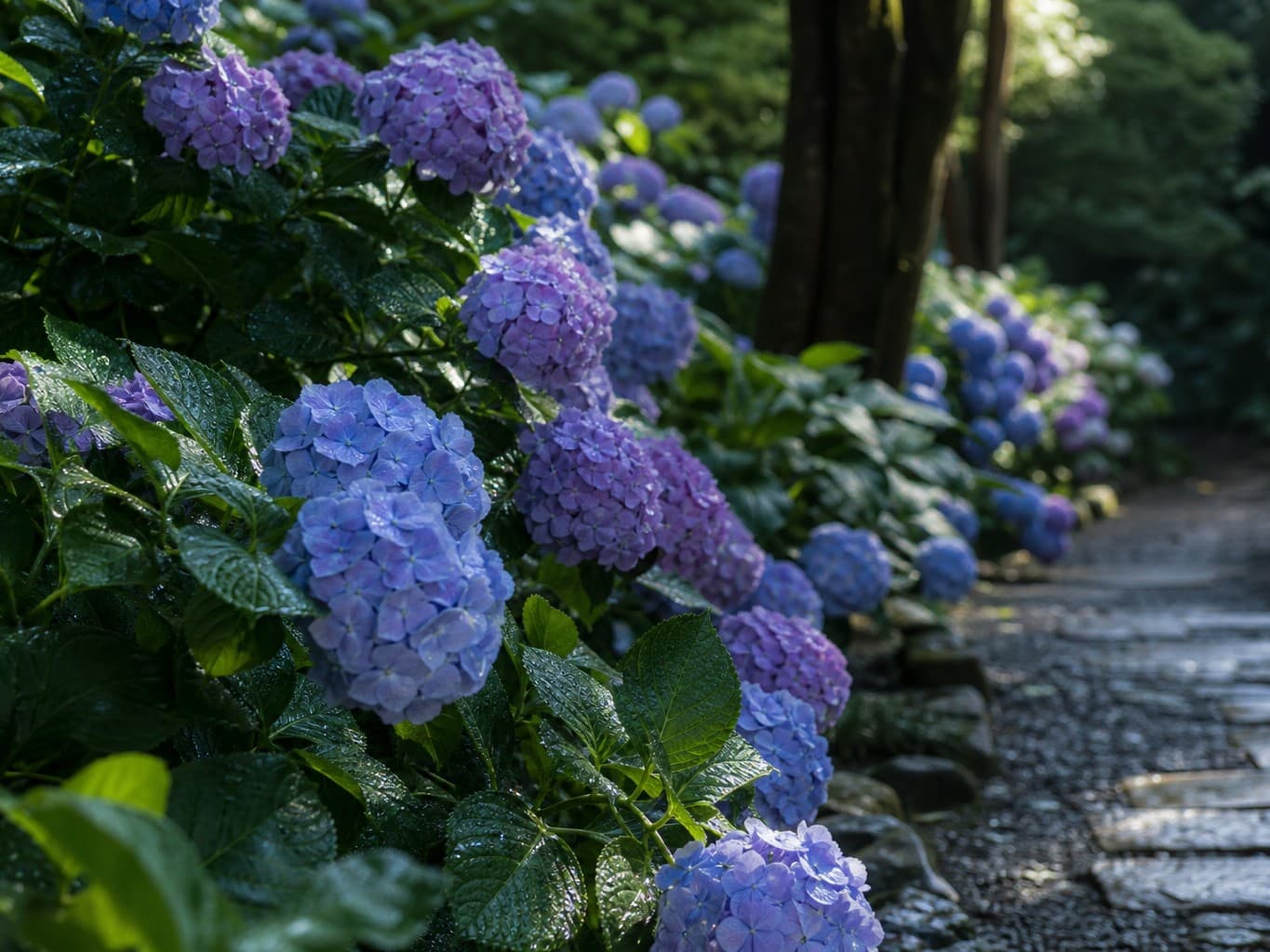 雨上がりに水滴をまとうあじさい - Hydrangeas covered in raindrops after the rain
