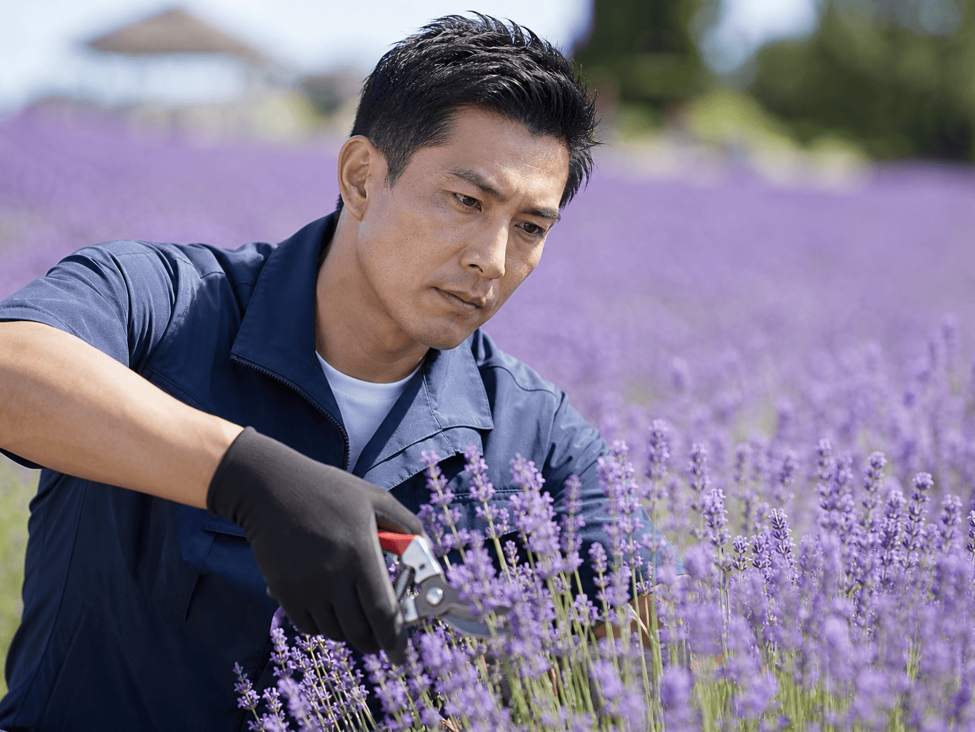 ラベンダー畑を手入れするスタッフ - Staff Tending a Lavender Field