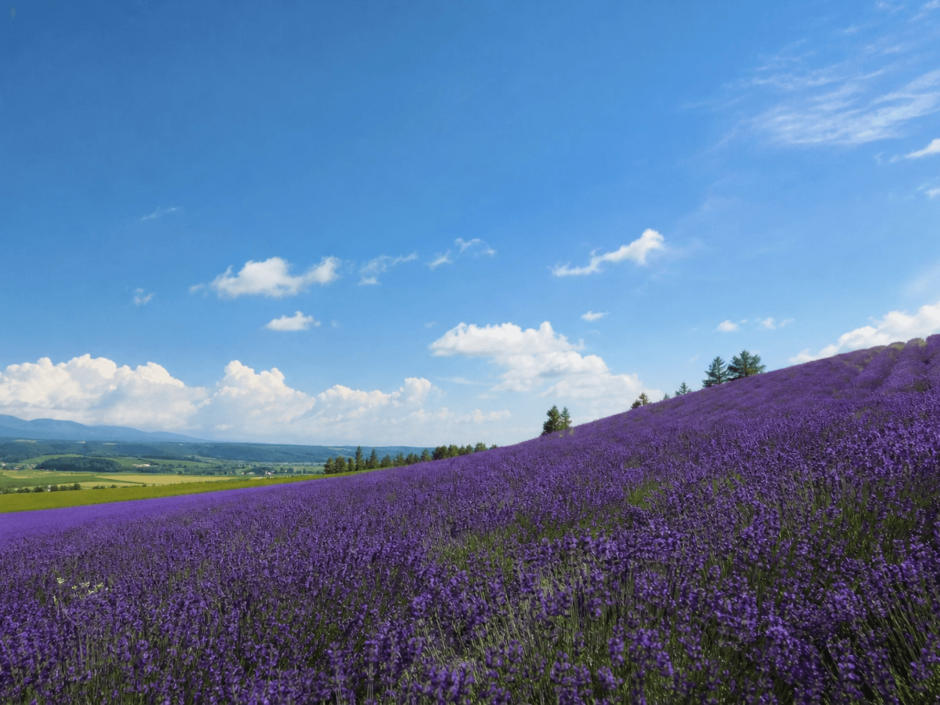 満開のラベンダー畑が広がる丘 - Hillside covered in blooming purple lavender