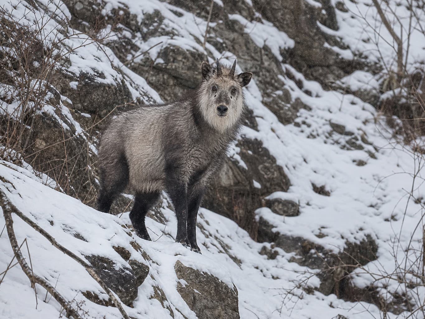 雪の岩場に立つニホンカモシカ - serow standing on a snowy rock