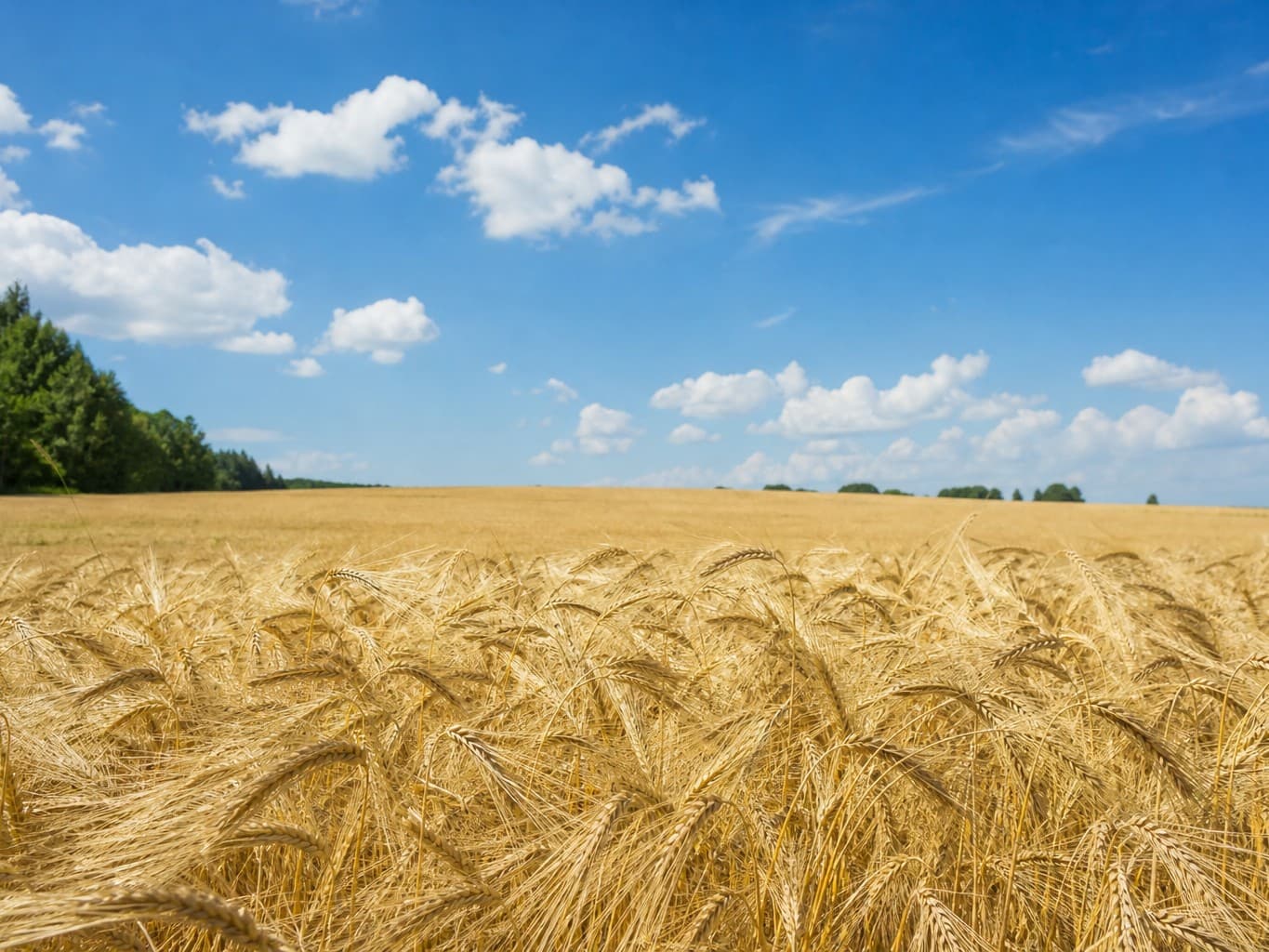 青空の下で揺れる黄金色の麦畑 - Golden wheat field swaying under a blue sky