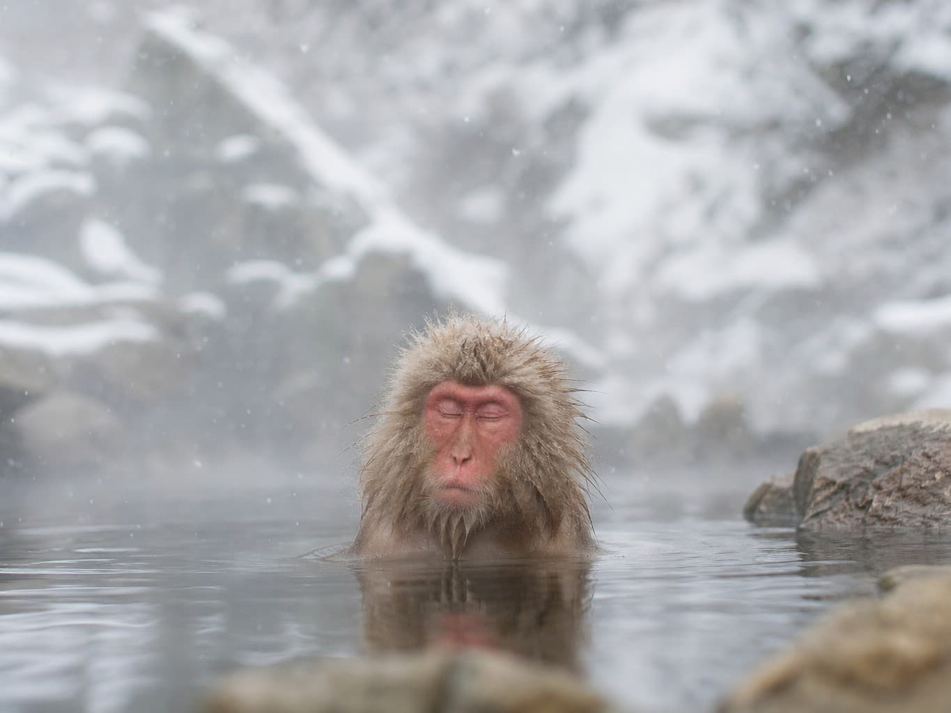 雪の降る温泉に浸かるニホンザル - macaque soaking in a snowy hot spring