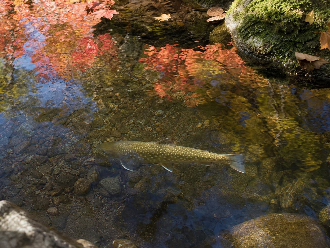 紅葉の渓流を泳ぐ岩魚 - Char swimming in an autumn mountain stream